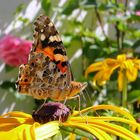 Distelfalter (Vanessa cardui) 2