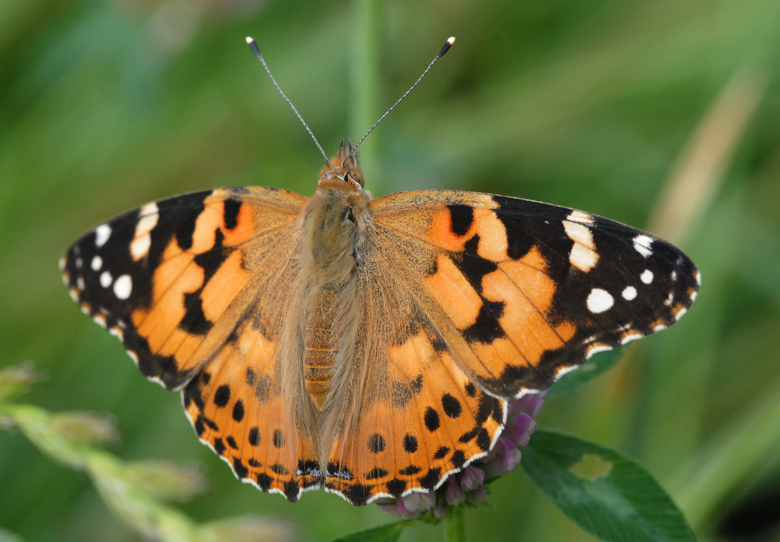 ,, Distelfalter ( Vanessa cardui ) 2 ,,