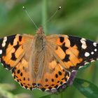 ,, Distelfalter ( Vanessa cardui ) 2 ,,