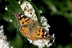 Distelfalter (Vanessa cardui) 2