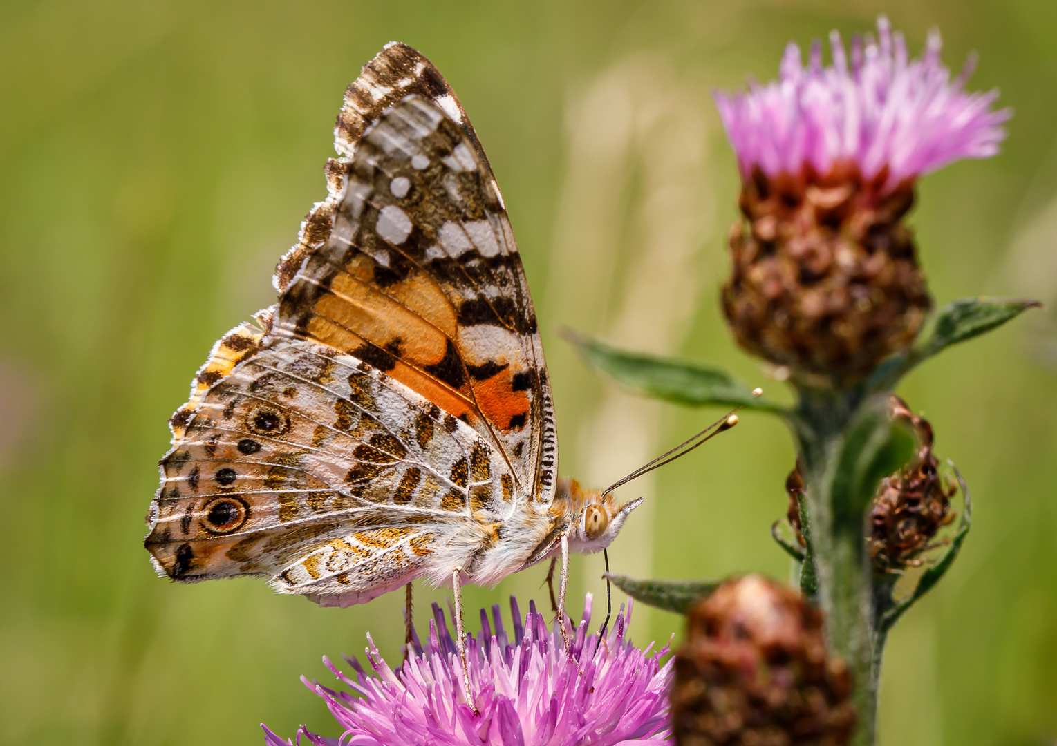 Distelfalter (Vanessa cardui)