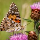 Distelfalter (Vanessa cardui)