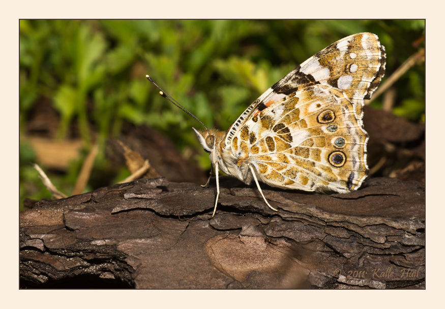 ...Distelfalter...( Vanessa cardui