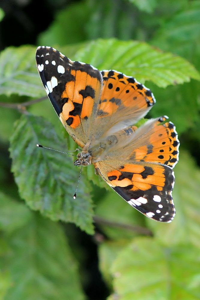 Distelfalter (Vanessa cardui)