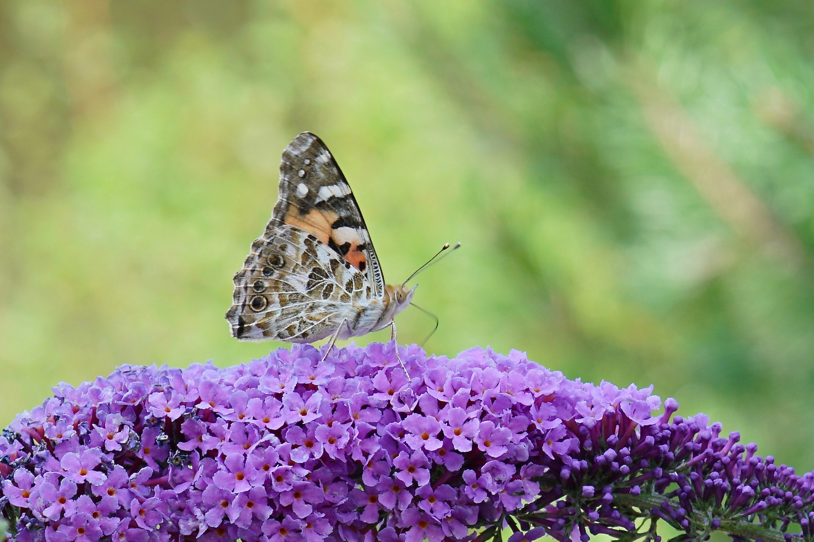 Distelfalter (Vanessa cardui)