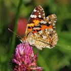 Distelfalter (Vanessa cardui)