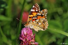 Distelfalter (Vanessa cardui)