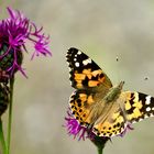 Distelfalter (Vanessa cardui)