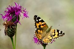 Distelfalter (Vanessa cardui)