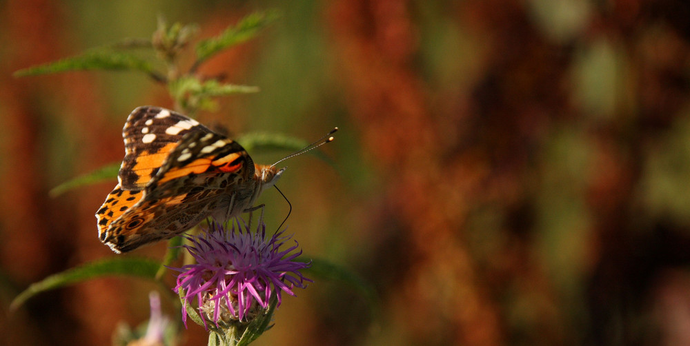 Distelfalter (Vanessa cardui)