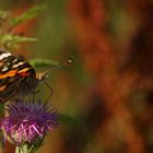 Distelfalter (Vanessa cardui)