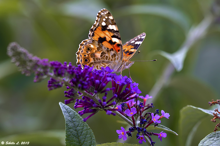 Distelfalter (Vanessa cardui)