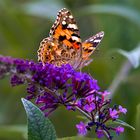 Distelfalter (Vanessa cardui)