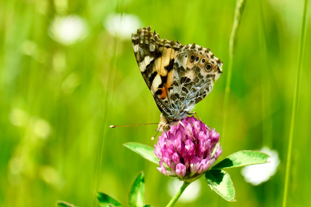 Distelfalter (Vanessa cardui)