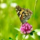 Distelfalter (Vanessa cardui)