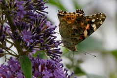 Distelfalter (Vanessa cardui)