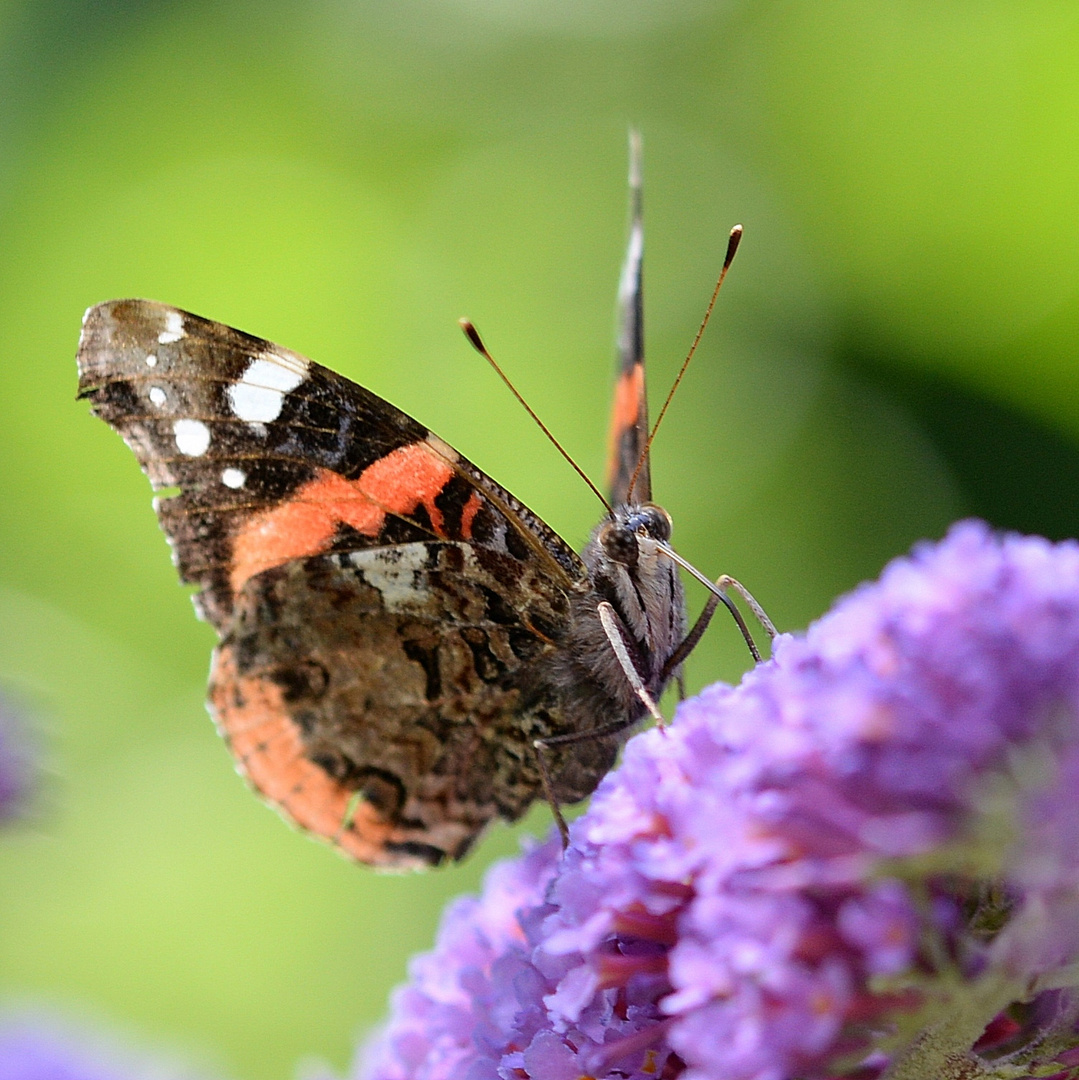 Distelfalter (Vanessa cardui)