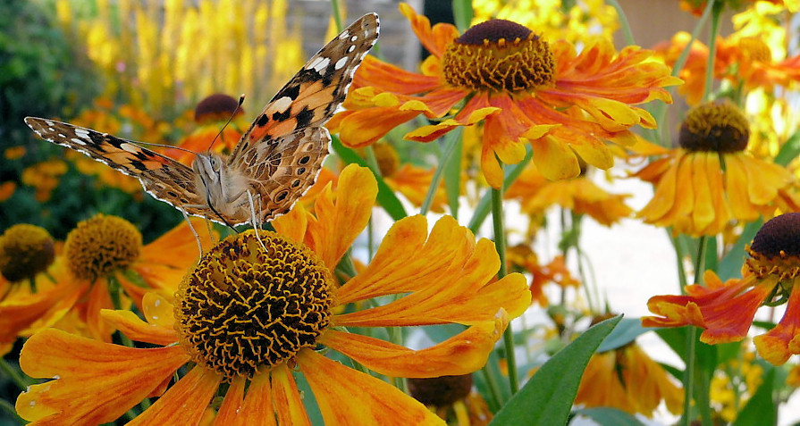 Distelfalter (Vanessa cardui) 3