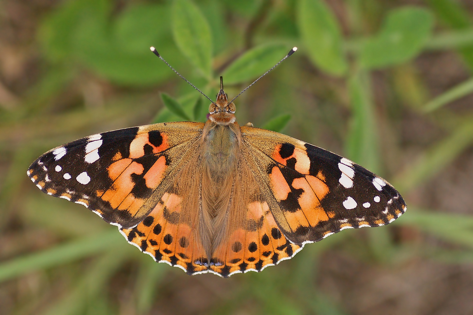 Distelfalter (Vanessa cardui)