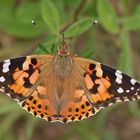 Distelfalter (Vanessa cardui)