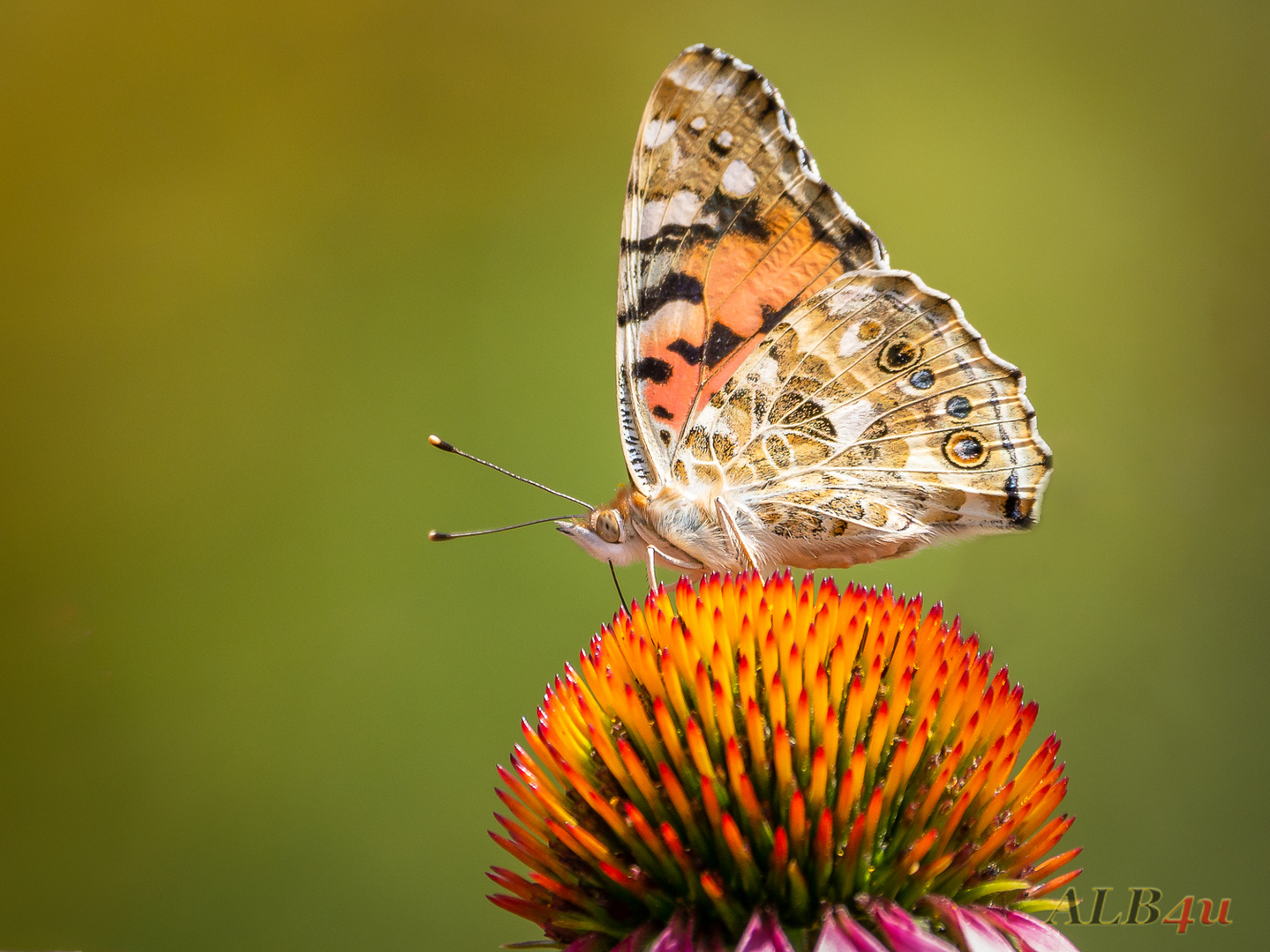 Distelfalter (Vanessa cardui)