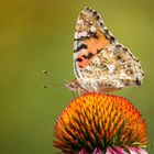 Distelfalter (Vanessa cardui)