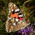 DISTELFALTER (Vanessa cardui)