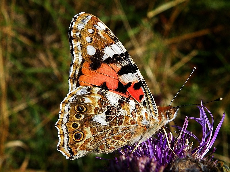 DISTELFALTER (Vanessa cardui)