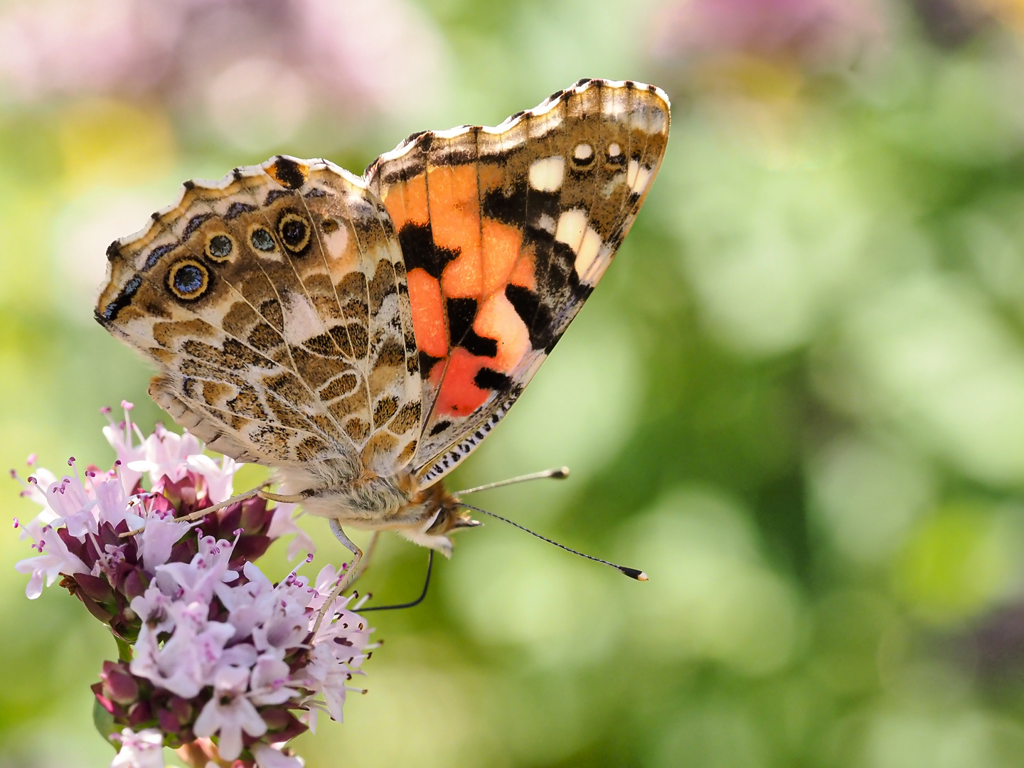 Distelfalter ( vanessa cardui )