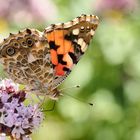 Distelfalter ( vanessa cardui )