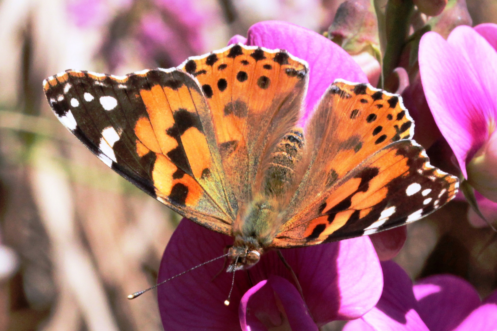 Distelfalter - Vanessa cardui