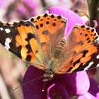 Distelfalter - Vanessa cardui