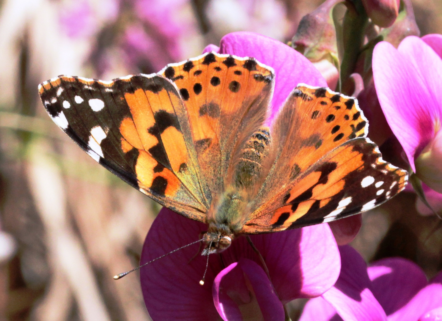 Distelfalter (Vanessa cardui)