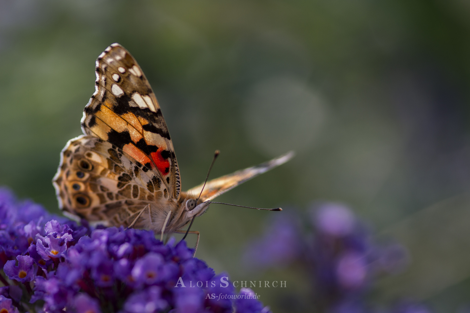 Distelfalter (Vanessa cardui)