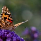 Distelfalter (Vanessa cardui)