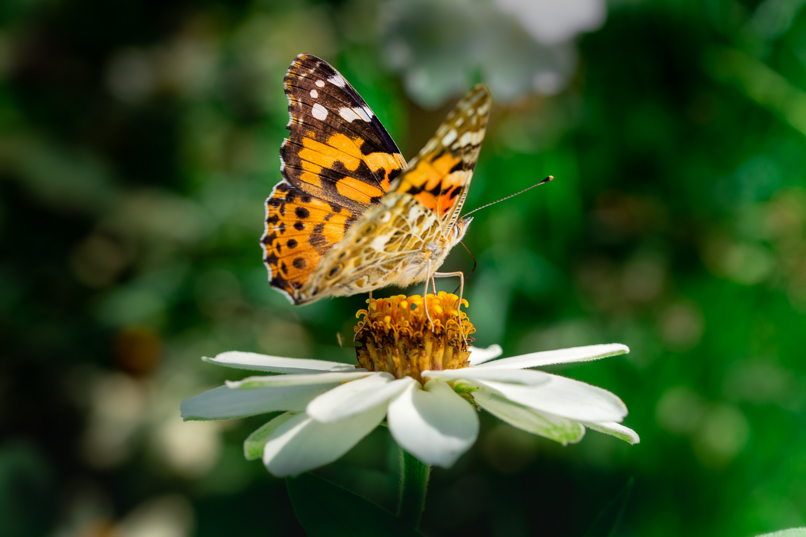 Distelfalter (Vanessa cardui)