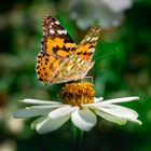 Distelfalter (Vanessa cardui)