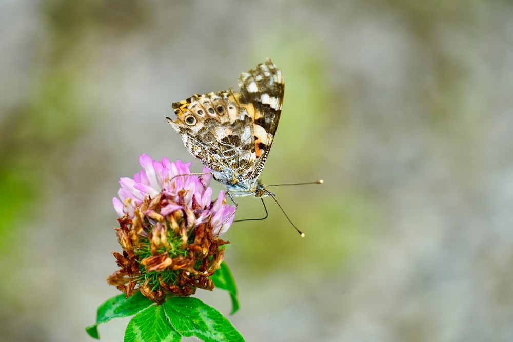 Distelfalter (Vanessa cardui)