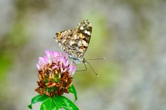 Distelfalter (Vanessa cardui)