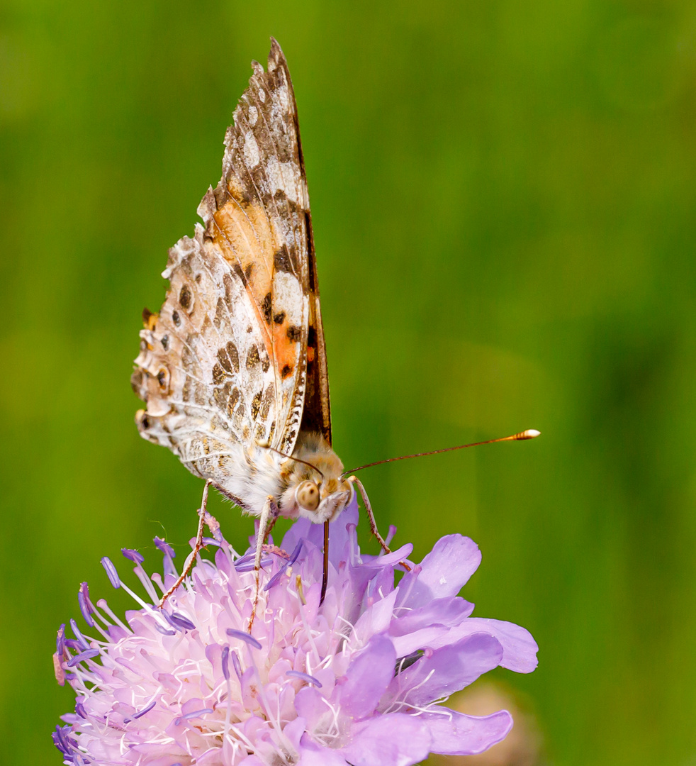 Distelfalter (Vanessa cardui)