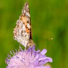 Distelfalter (Vanessa cardui)