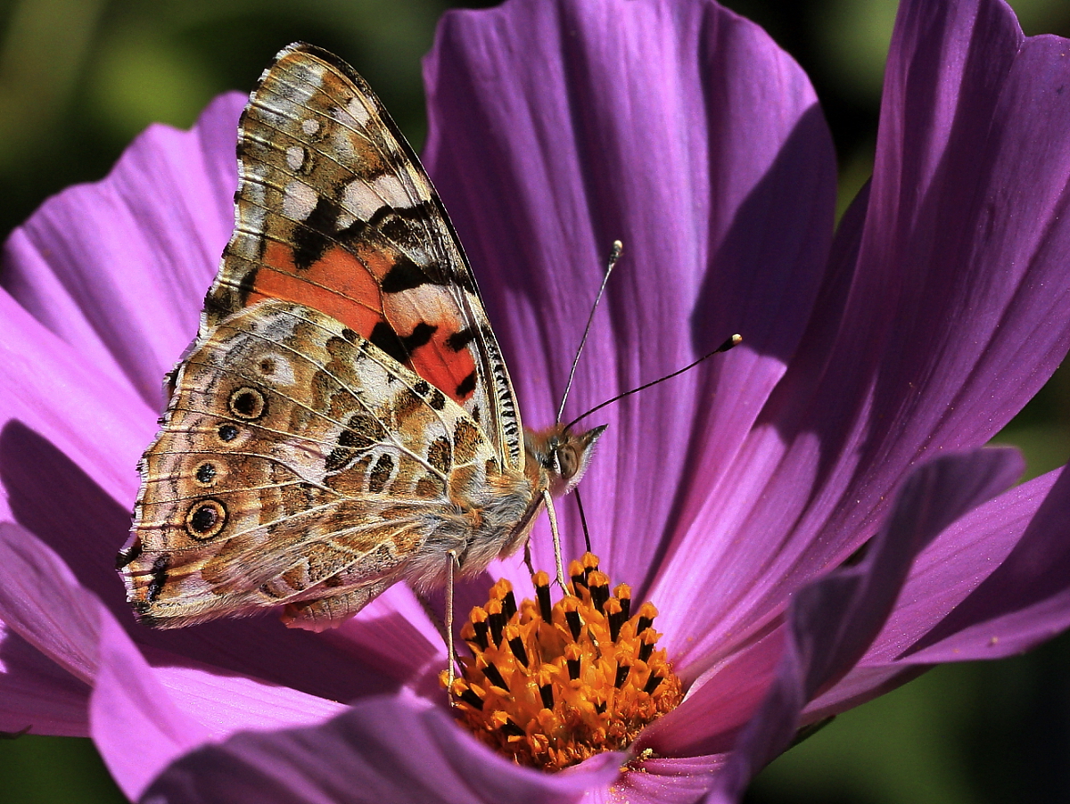 Distelfalter (Vanessa cardui) 