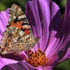 Distelfalter (Vanessa cardui) 