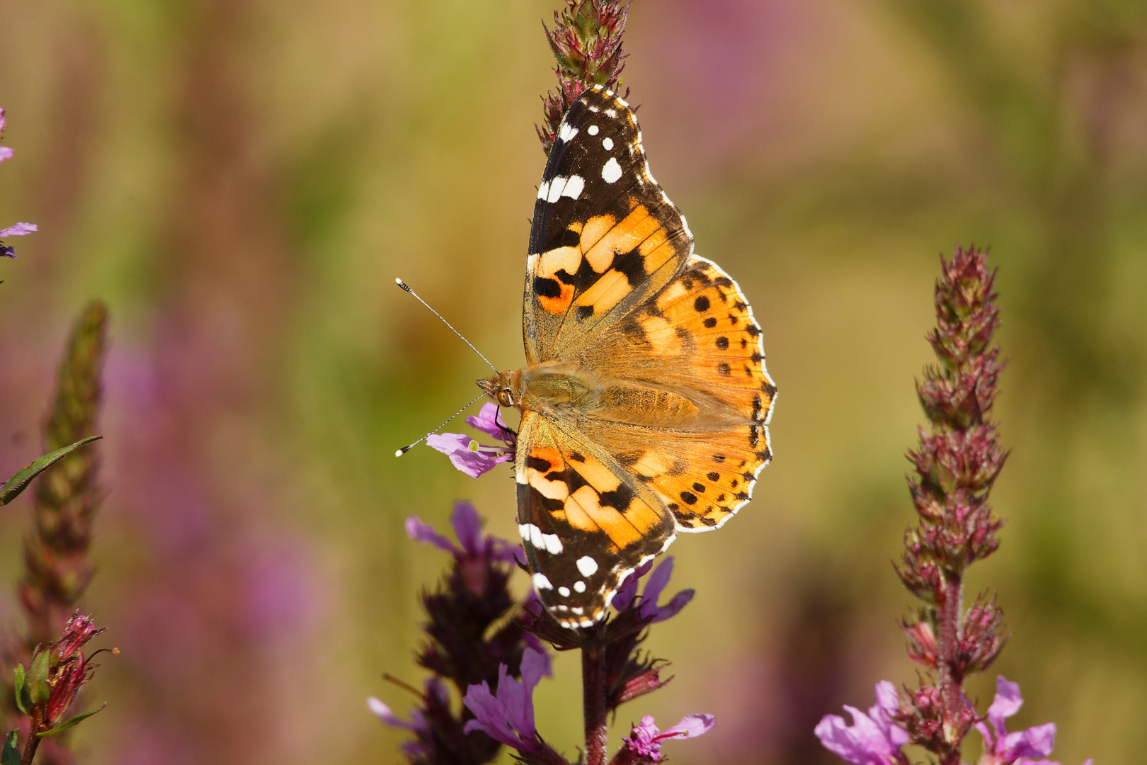 Distelfalter (Vanessa cardui)