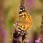 Distelfalter (Vanessa cardui)