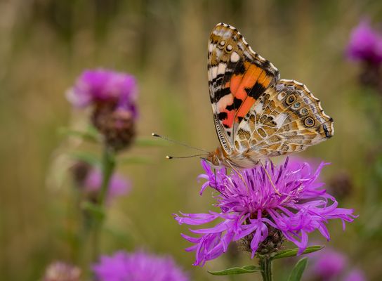 Distelfalter (Vanessa cardui)