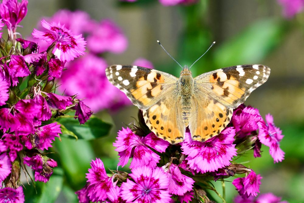 Distelfalter (Vanessa cardui)