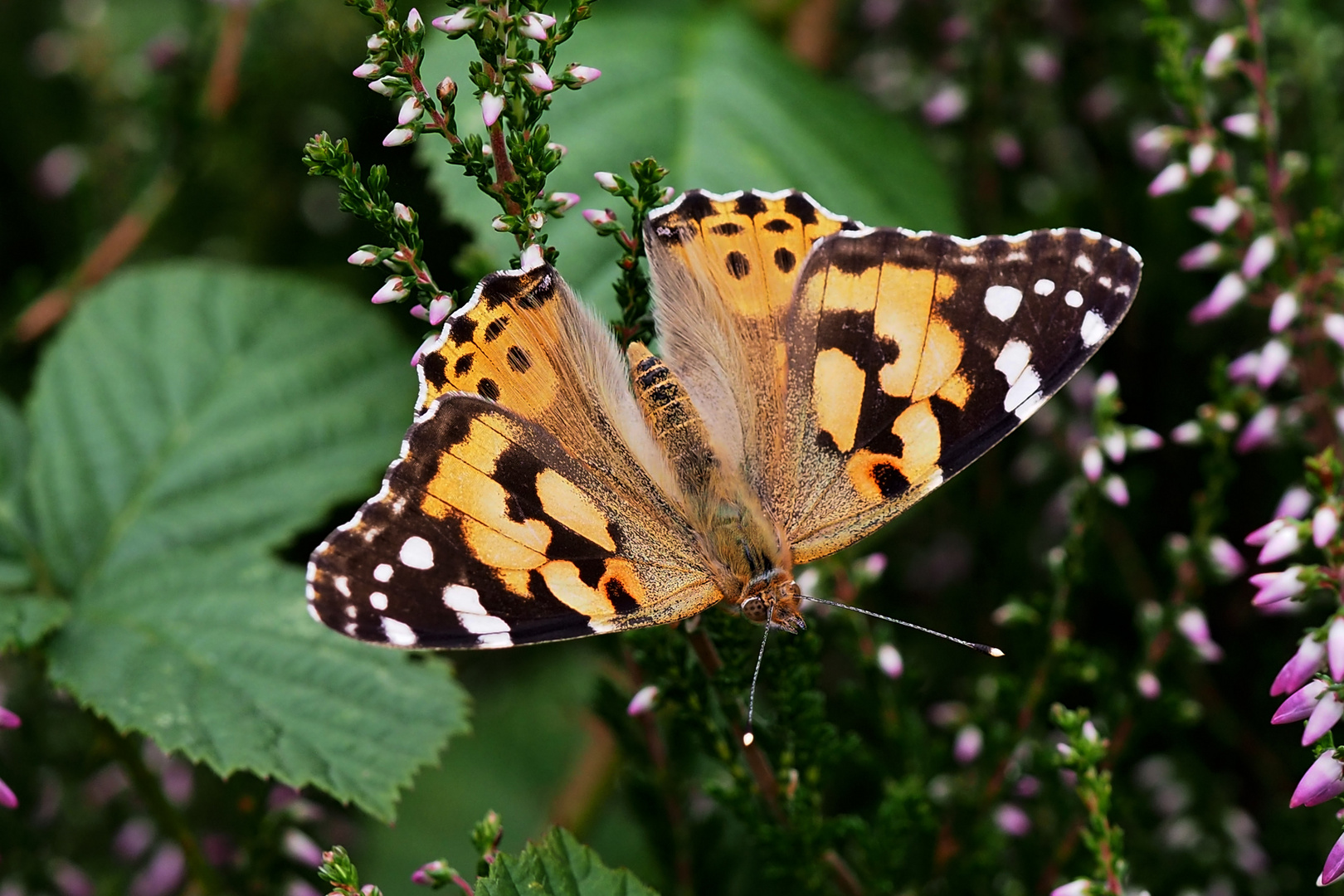 Distelfalter (Vanessa cardui)