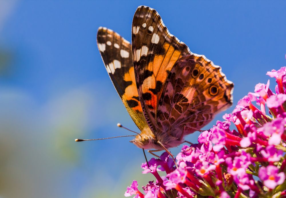 Distelfalter - Vanessa cardui