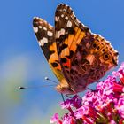 Distelfalter - Vanessa cardui